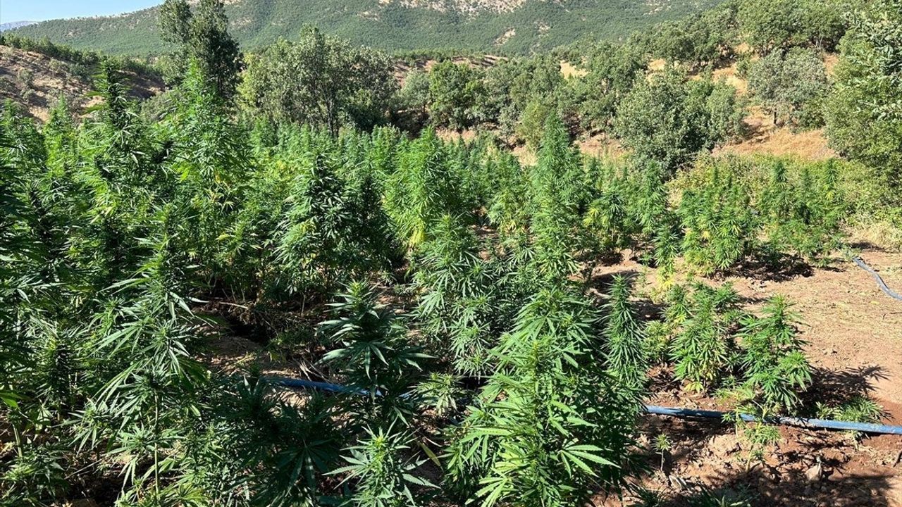 Bingöl'de Dev Hint Keneviri Operasyonu: 40 Bin Kök Ele Geçirildi