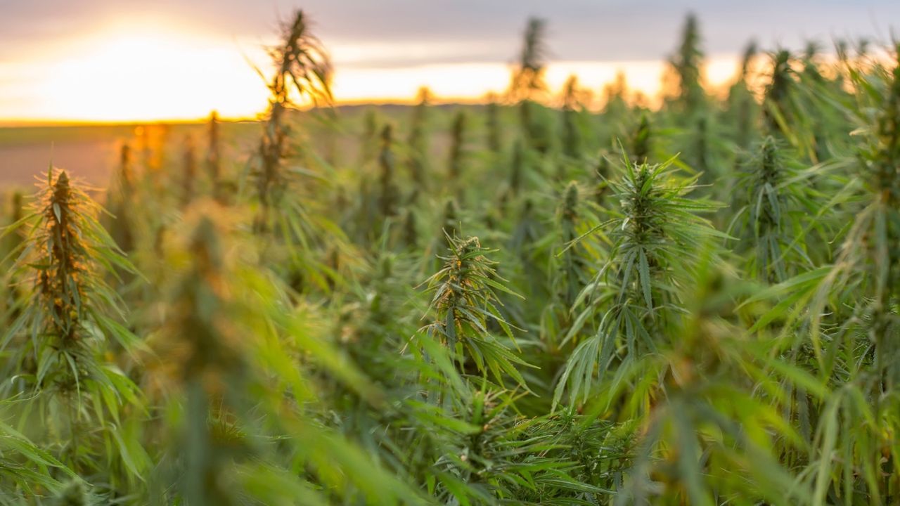 Diyarbakır’da zehir operasyonu: 1459 kök kenevir ve skunk ele geçirildi! 