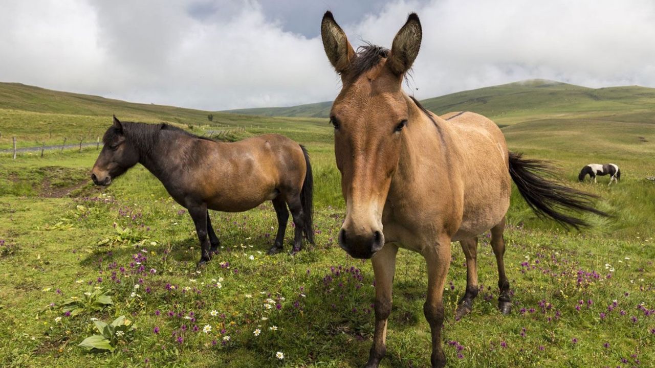 Husumetlisinin eşeğini öldürüp atlarını zehirledi! 