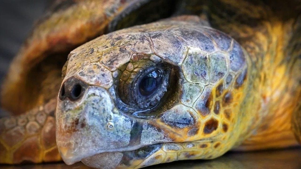 İzmir'de Caretta Caretta Tedavi Ediliyor