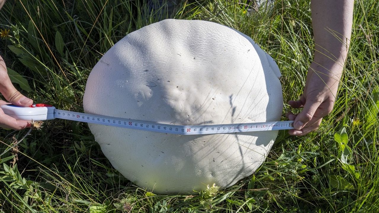 Kars'ta Yağmur Sonrası Dev Mantarlar Dijital Fenomen Oldu