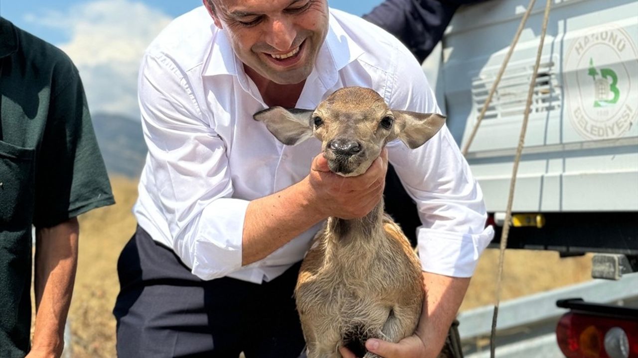 Kastamonu'da Su Kanalına Düşen Karaca Kurtarıldı