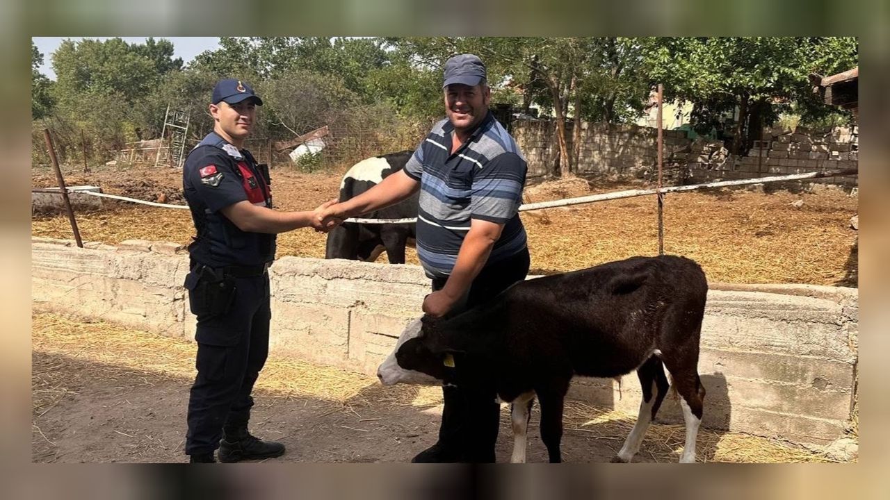 Kayıp buzağı dron desteğiyle bulundu! 