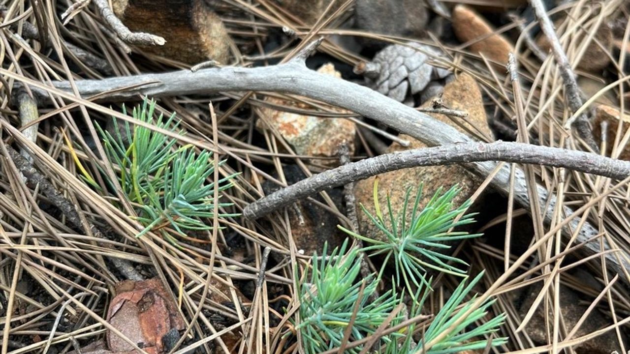 Kemer'de Orman Yangınının Ardından Ağaçlandırma Çalışmaları Başladı