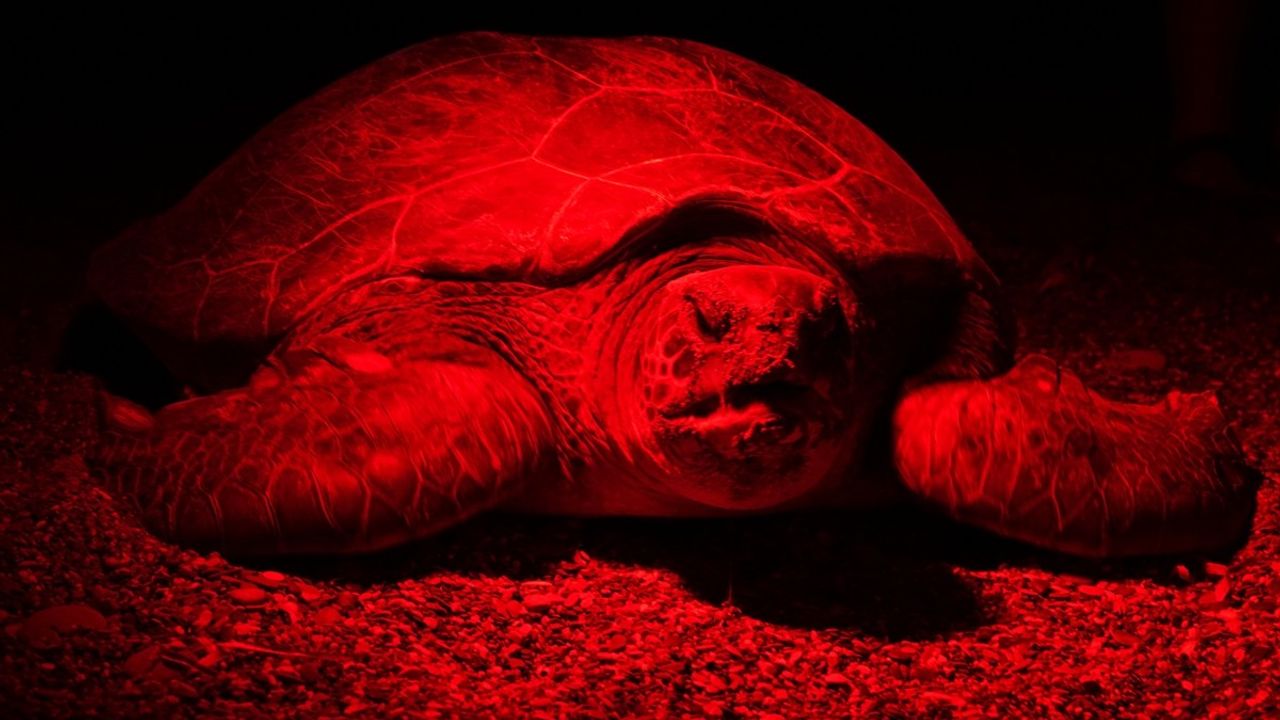 Kızılot'ta Caretta Carettaların Yuva Bırakma Anları Kayıt Altına Alındı