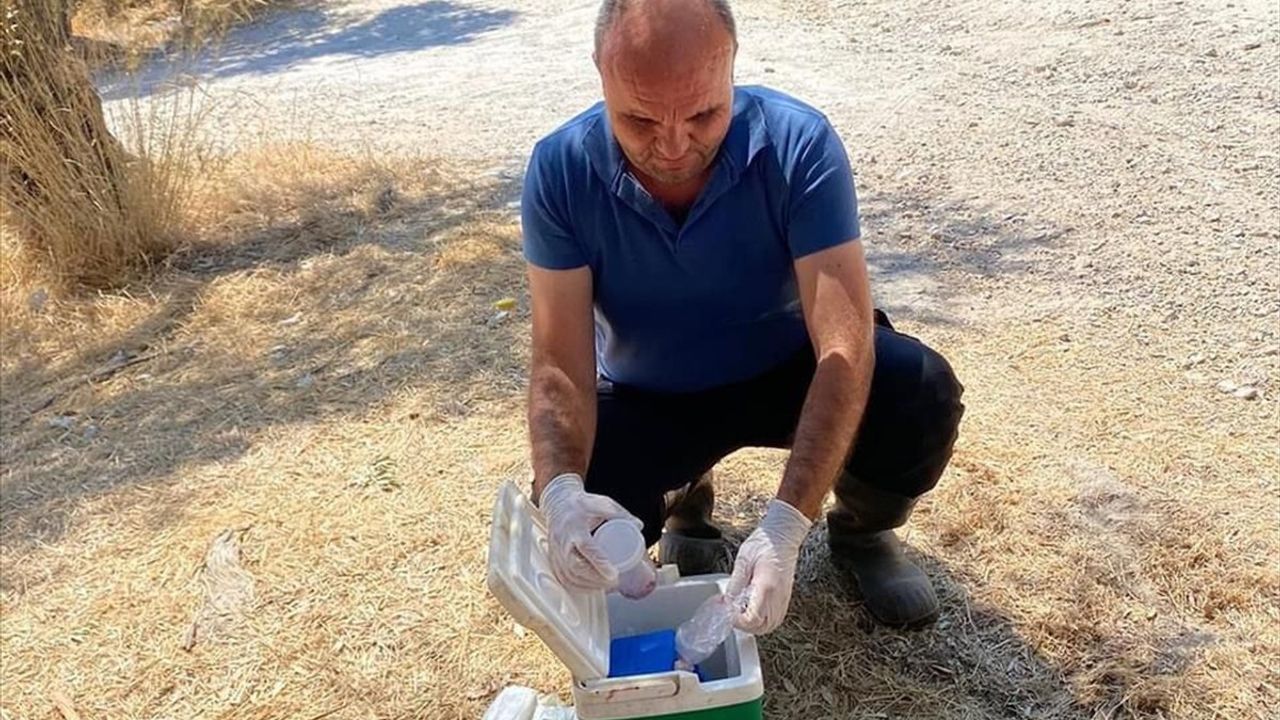 Muğla'da 30 Koyun Zehirlendi