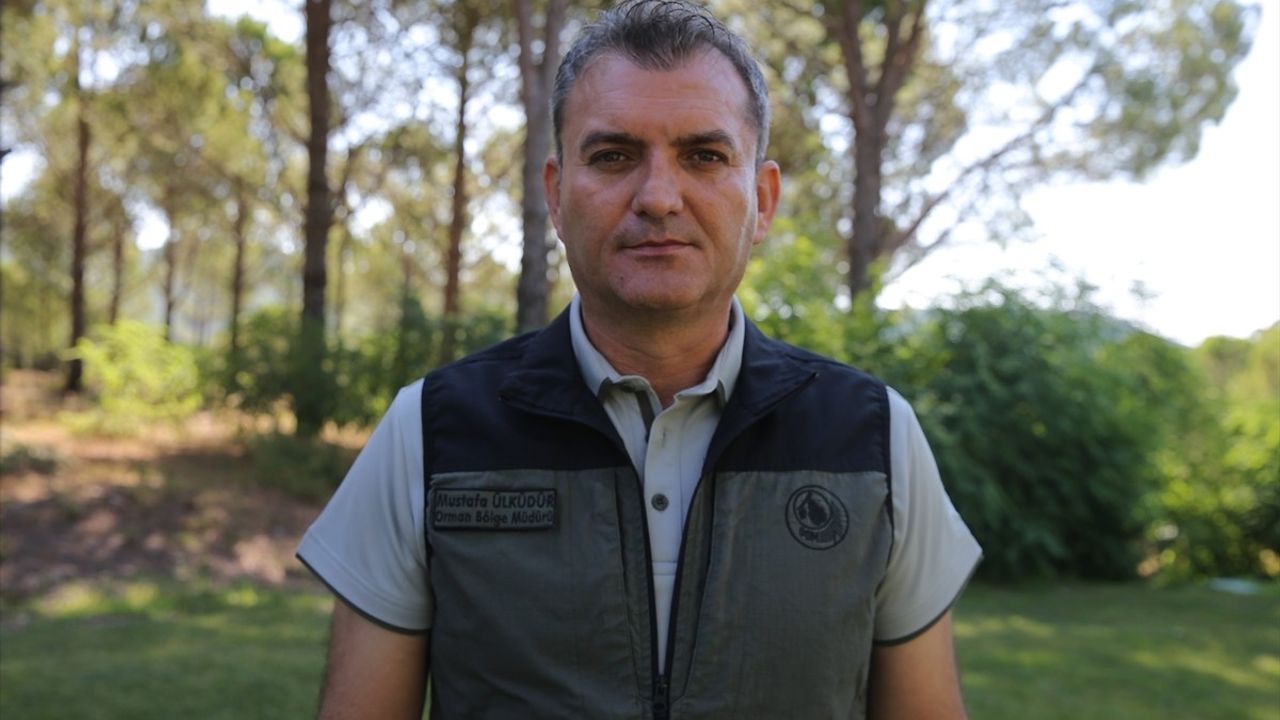 Muğla Ormanları Yeniden Yeşeriyor