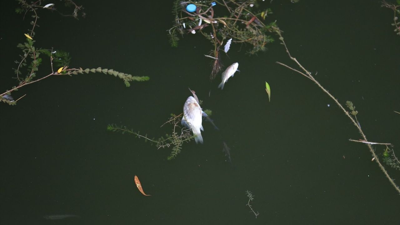 Porsuk Çayı'ndaki Balık Ölümleri İle İlgili Endişeler Artıyor