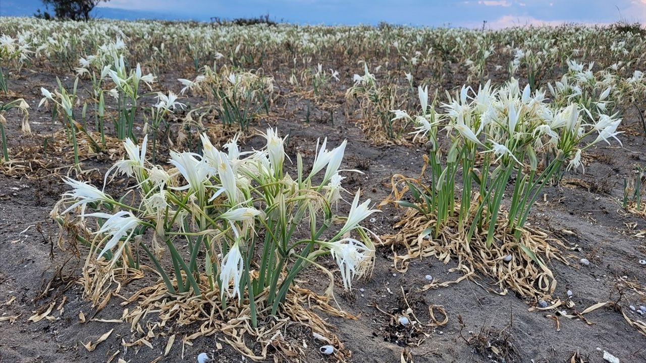 Samsun'da Kum Zambaklarıyla Donanmış Sahil Görsel Şölen Sunuyor