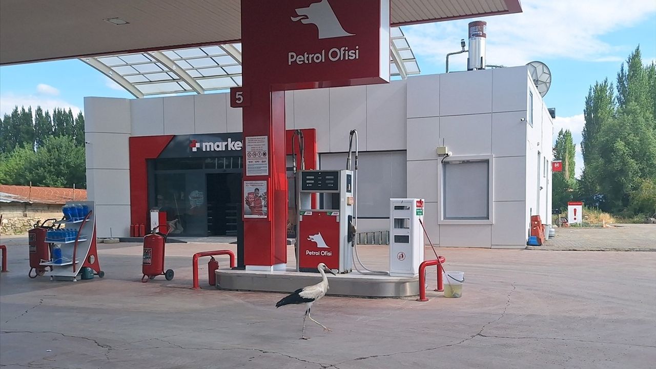 Sivas'ta Uçamayan Leylek Yavrusu Akaryakıt İstasyonuna Sığındı