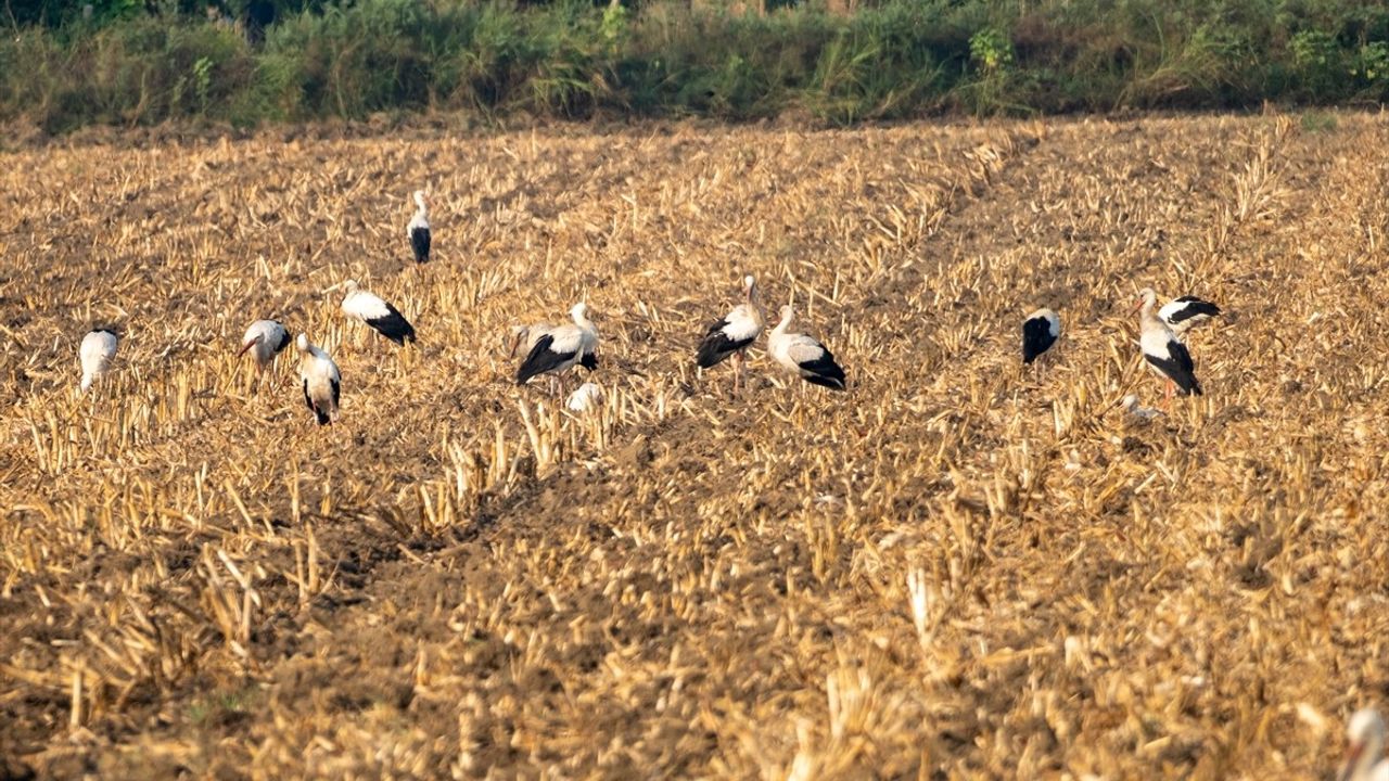 Adana'da Leylekler Mola Verdi