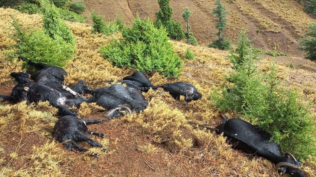 Adana'da Yıldırım Düşmesi, 13 Keçiyi Telef Etti