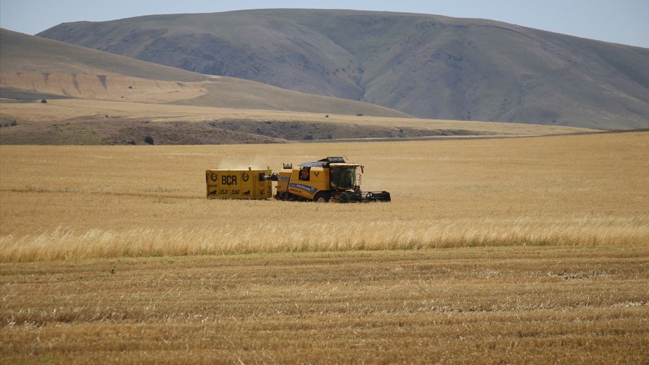 Ağrı'da Buğday Hasat Dönemi Başladı