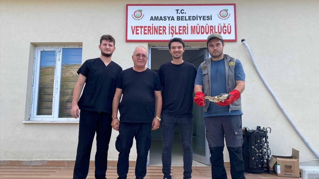 Amasya'da Yaralı Balaban Kuşu Kurtarıldı