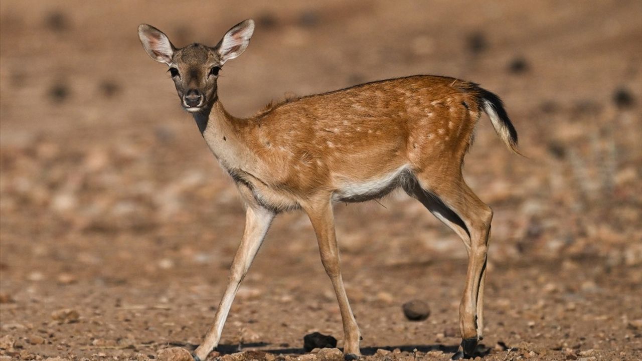 Antalya'da 9 Alageyik Yavrusu Dünyaya Geldi