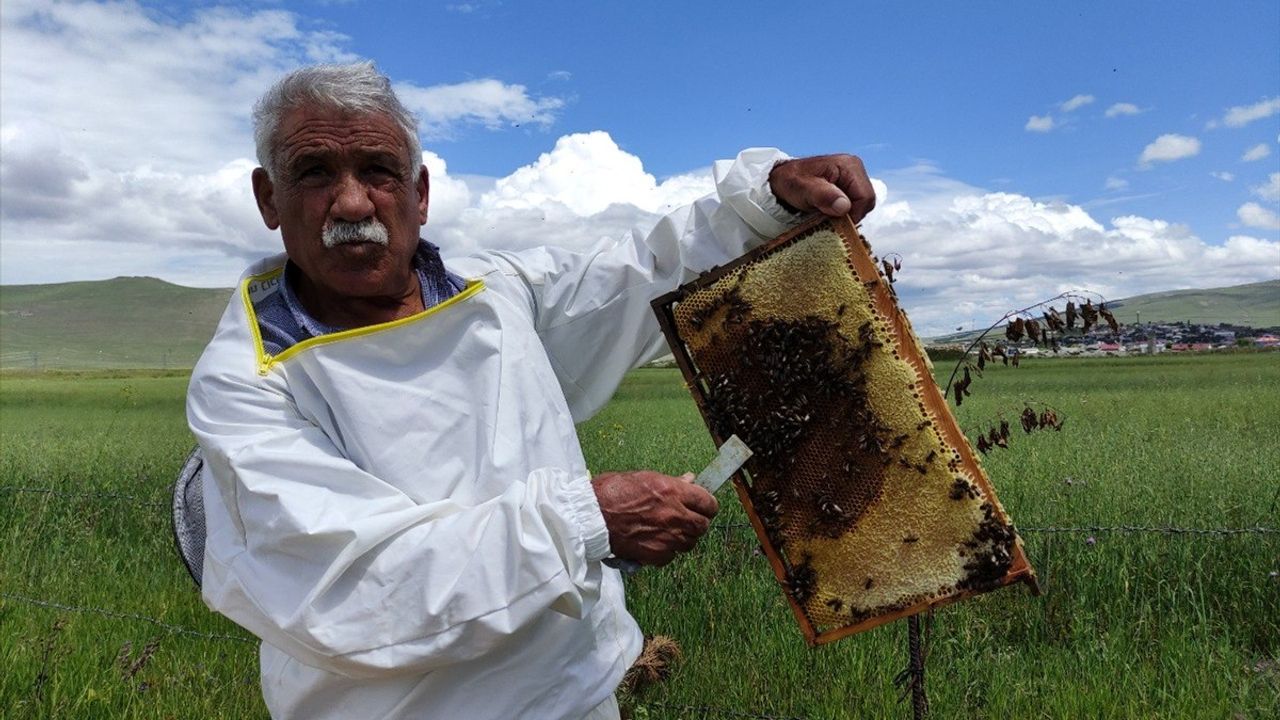 Ardahan Çiçek Balında Hasat Dönemi Başladı