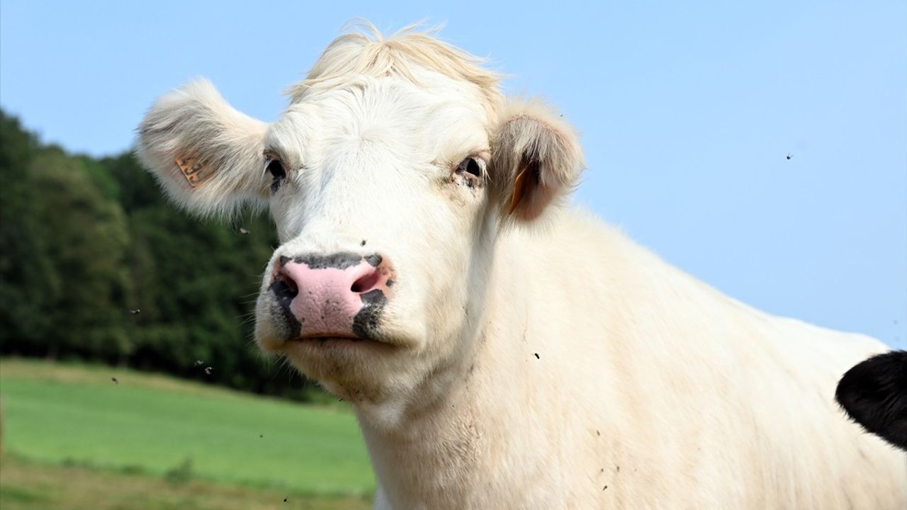 Belçika'da Hayvanları Tehdit Eden Mavi Dil Hastalığı Yayılıyor