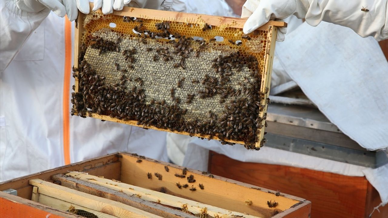 Bitlis Eren Üniversitesi'nde Bal Hasadı Heyecanı
