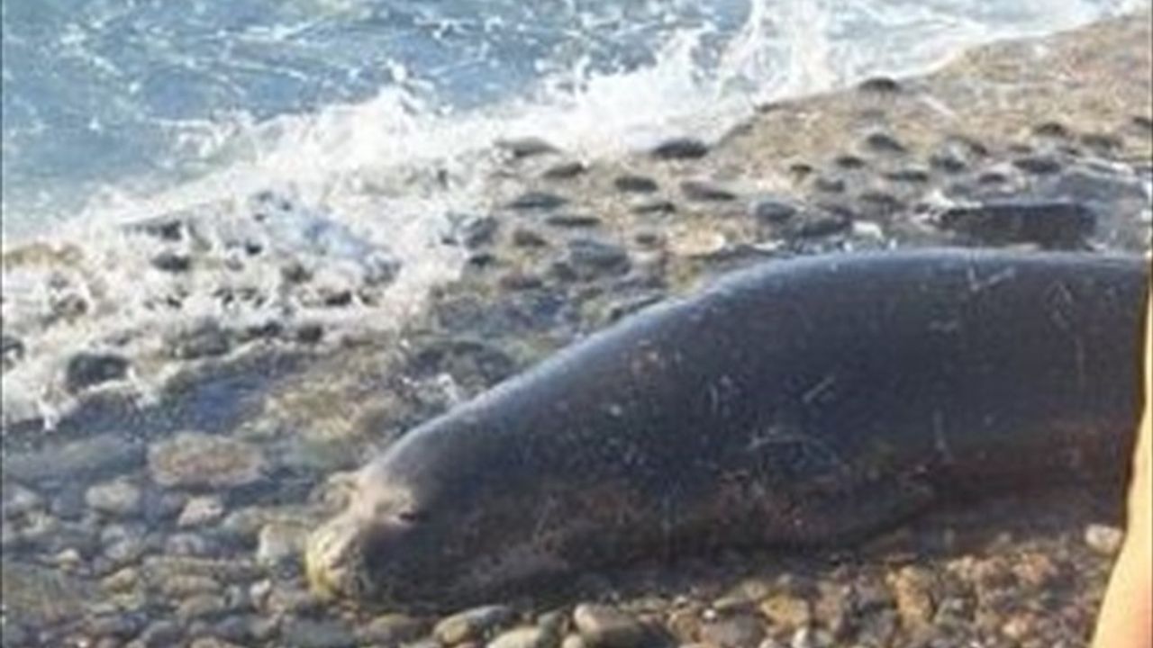Bodrum'da Yıpranmış Akdeniz Foku Kıyıya Vurdu ve Hayatını Kaybetti
