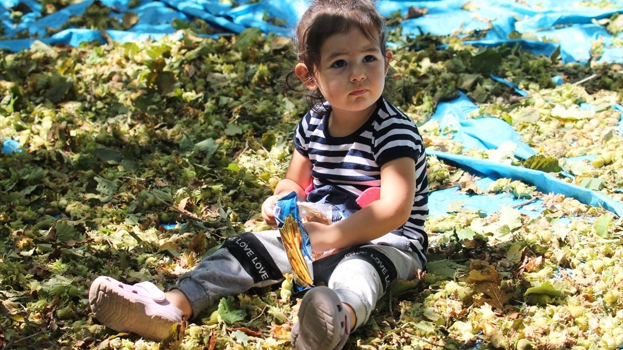 Bolu'da Fındık Hasadı Başladı