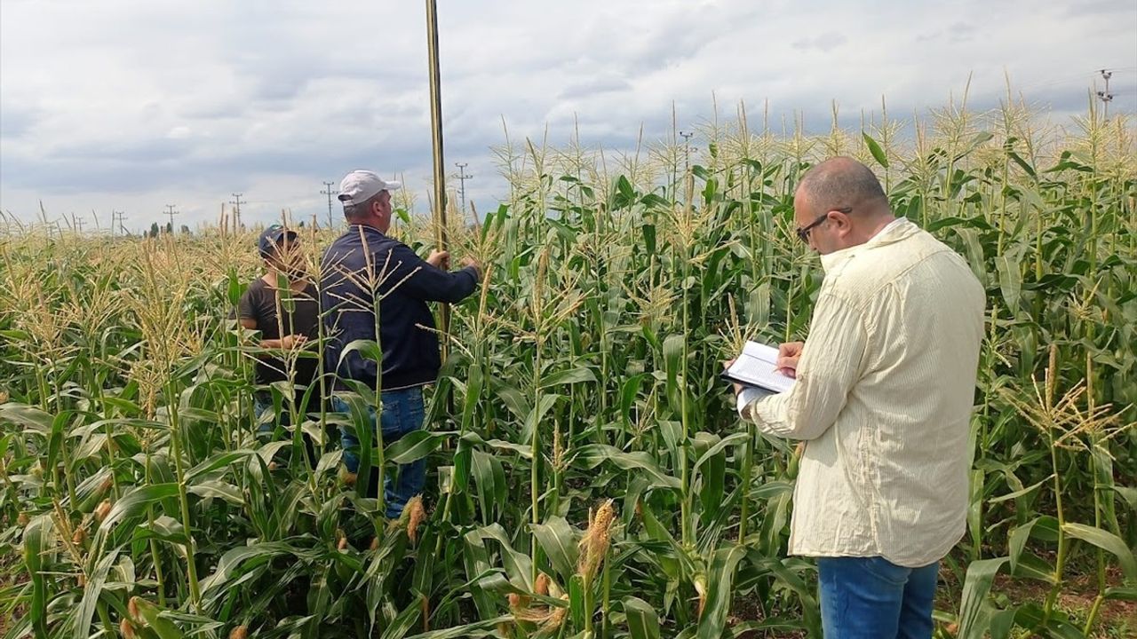 Çankırı Karatekin Üniversitesi'nin Tarım Üzerindeki Yenilikçi Çalışmaları