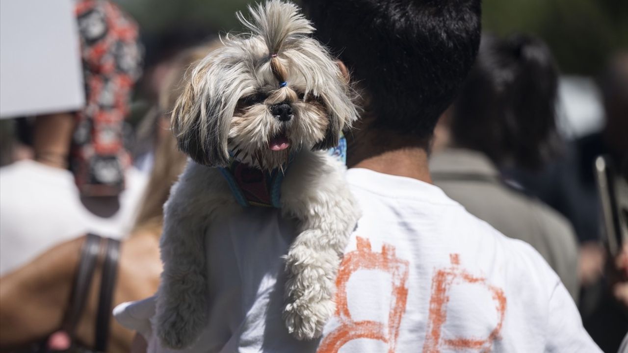 CHP'den Anayasa Mahkemesi'ne Sahipsiz Hayvanlar İçin Başvuru