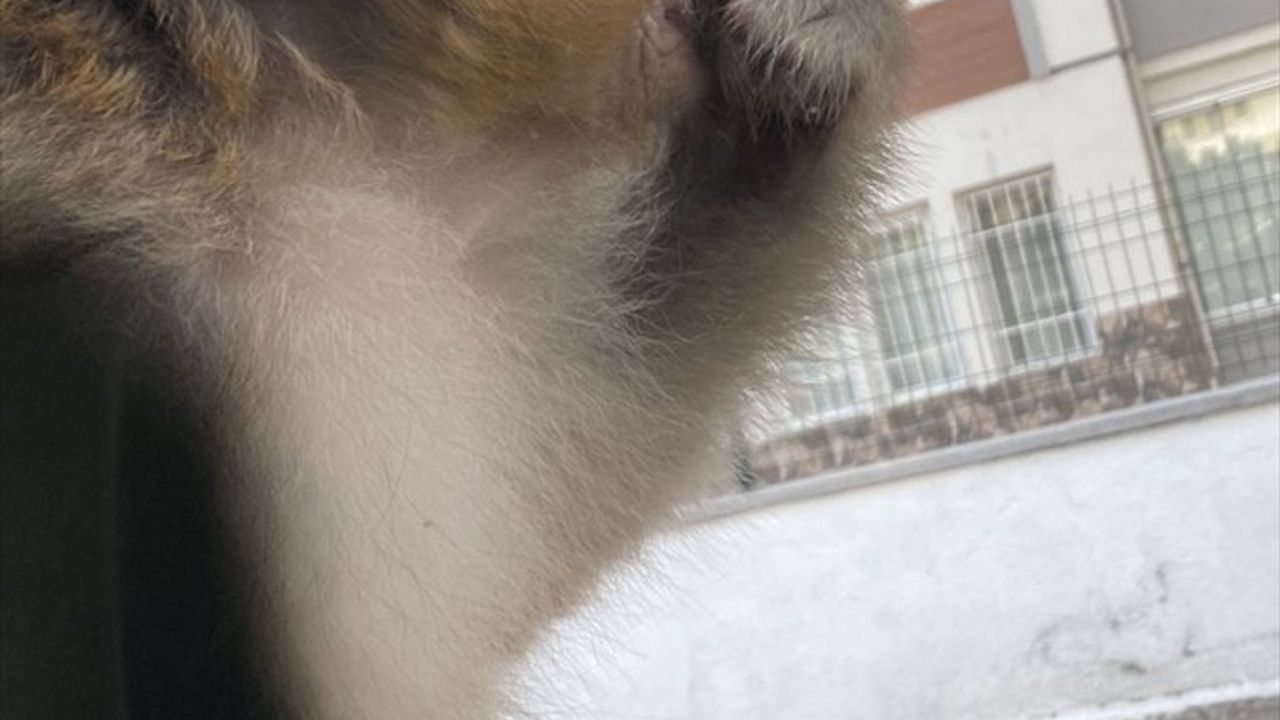 Çorum'da Maymun Saldırısı: Genç Kız Hastaneye Kaldırıldı