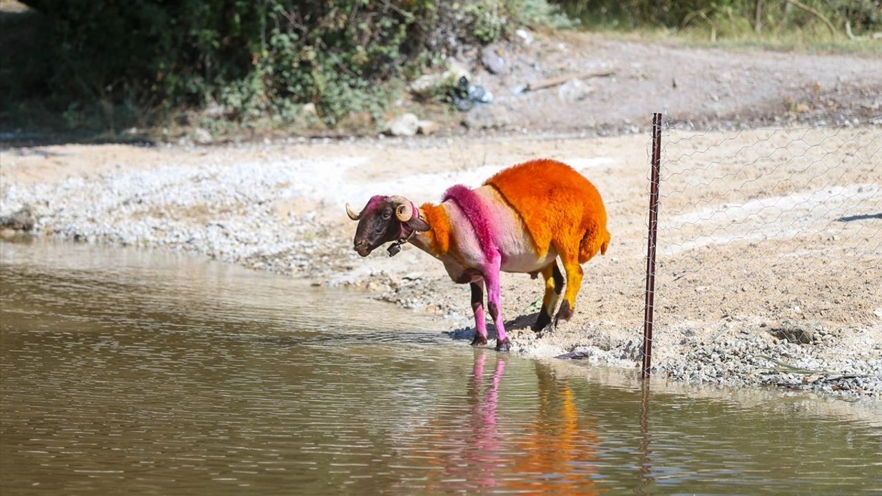 Denizli'de Taşıma Su ile Sudan Koyun Geçirme Yarışması Yapıldı