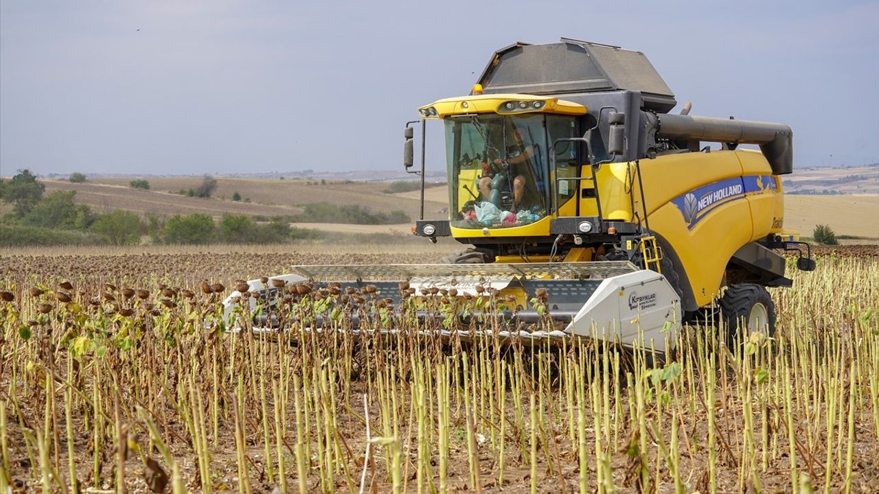 Edirne'de Ayçiçeği Hasadı Devam Ediyor
