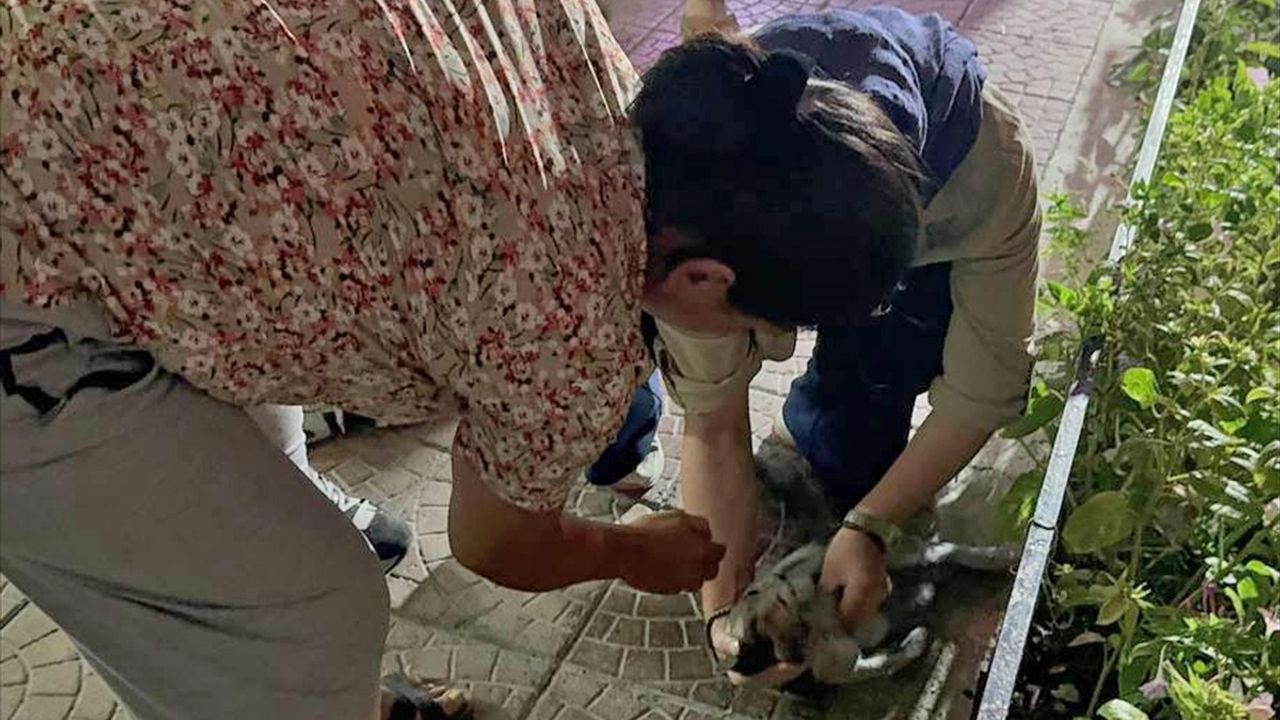 Eskişehir'de Ev Yangını: 2 Kedi Hayatını Kaybetti