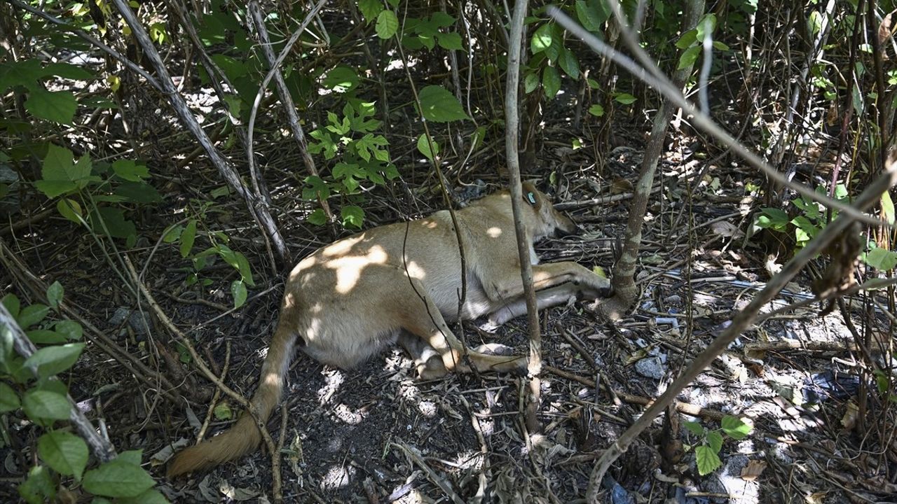 Fatih Belediyesi Sahipsiz Köpekleri Toplama Çalışmasına Başladı