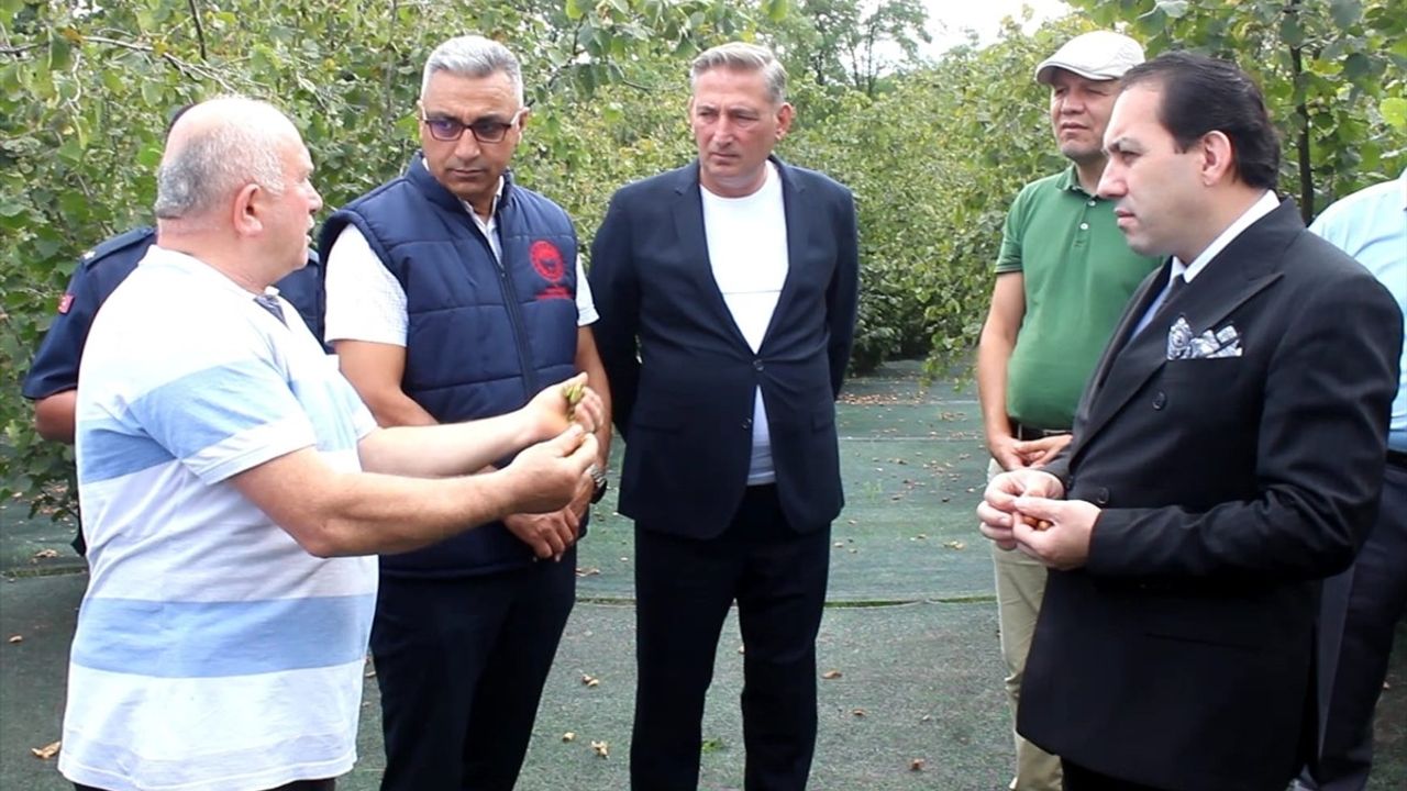 Fındık Hasadında File Kullanımı ile Maliyet Düşürüldü