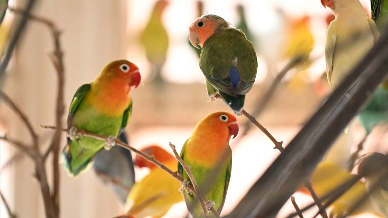 Gaziantep'e Gönderilen 300 Kaçak Cennet Papağanı