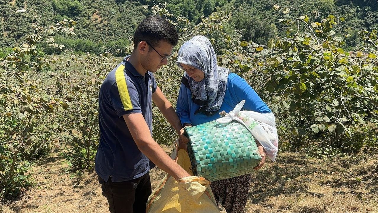 Giresun'da Fındık Hasadı Başladı