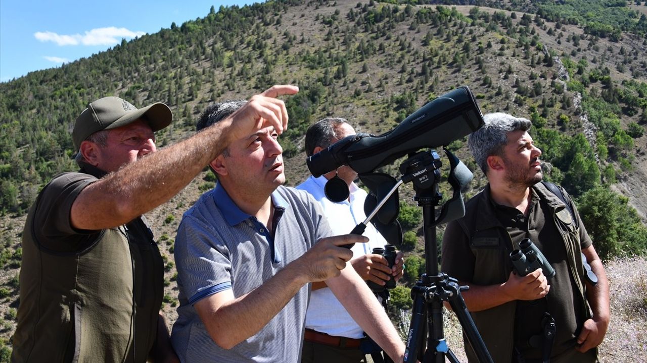 Gümüşhane'de Yaban Keçileri Gözlemlendi
