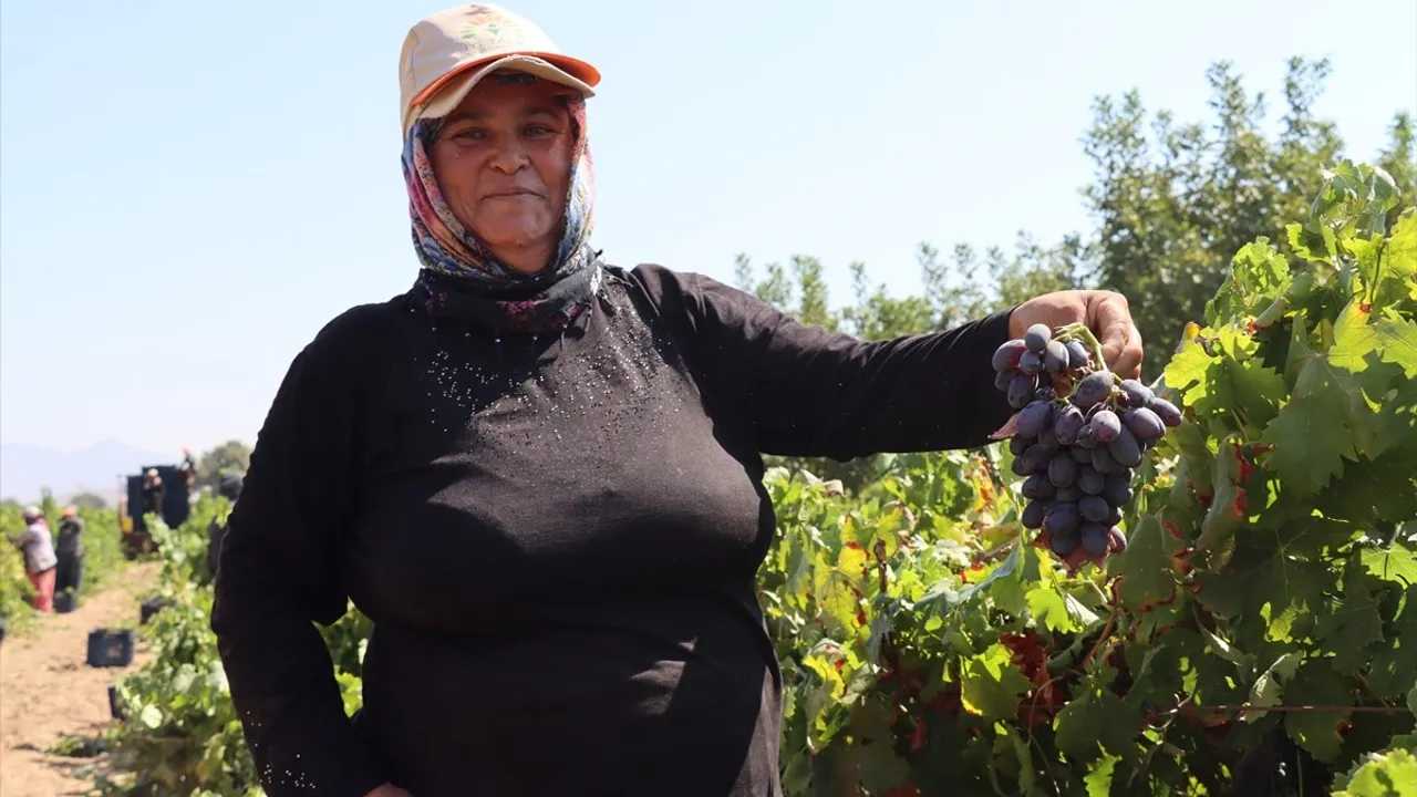 Hatay'da Üzüm Hasadı Sezonu Başladı