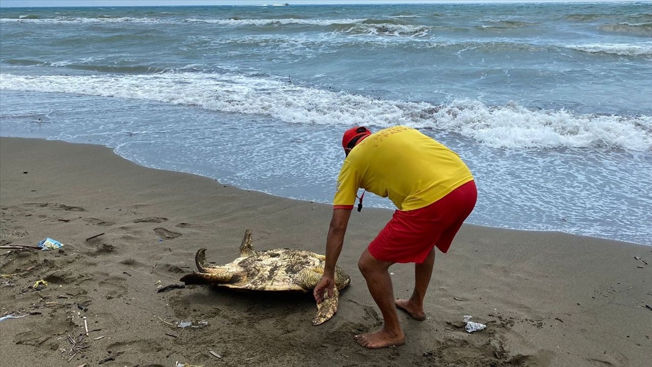 Hatay'da Yaralı Caretta Caretta Tedavi Altında