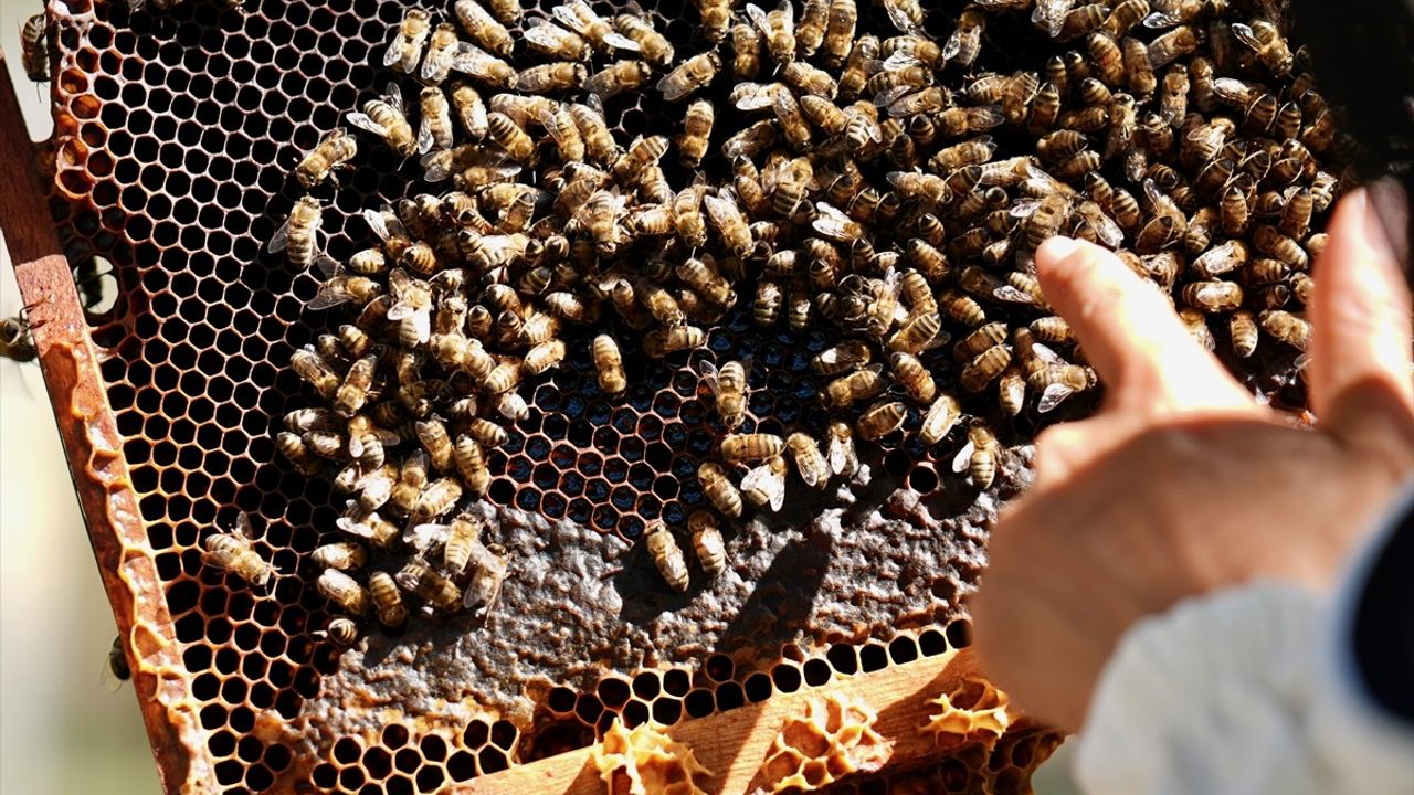 İklim Değişikliği ve Gal Arısı Kestane Balında Verimi Etkiliyor