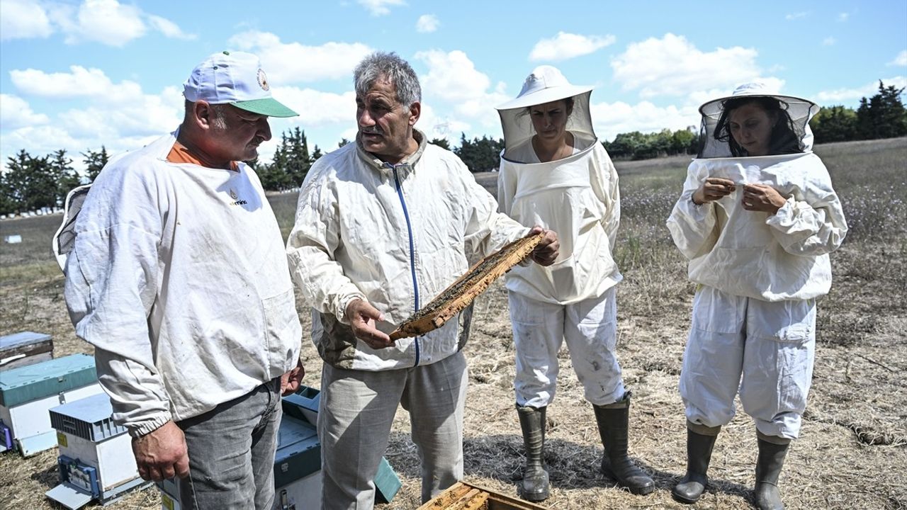 İstanbul'da Arıcılık Faaliyetleri Hız Kazanıyor
