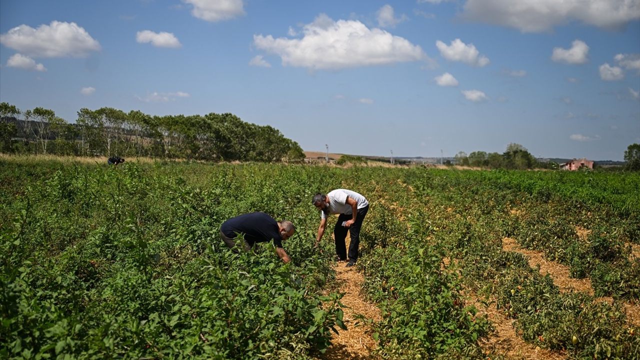İstanbul'da Kendi Tarlasında Sebze Toplamanın Keyfi