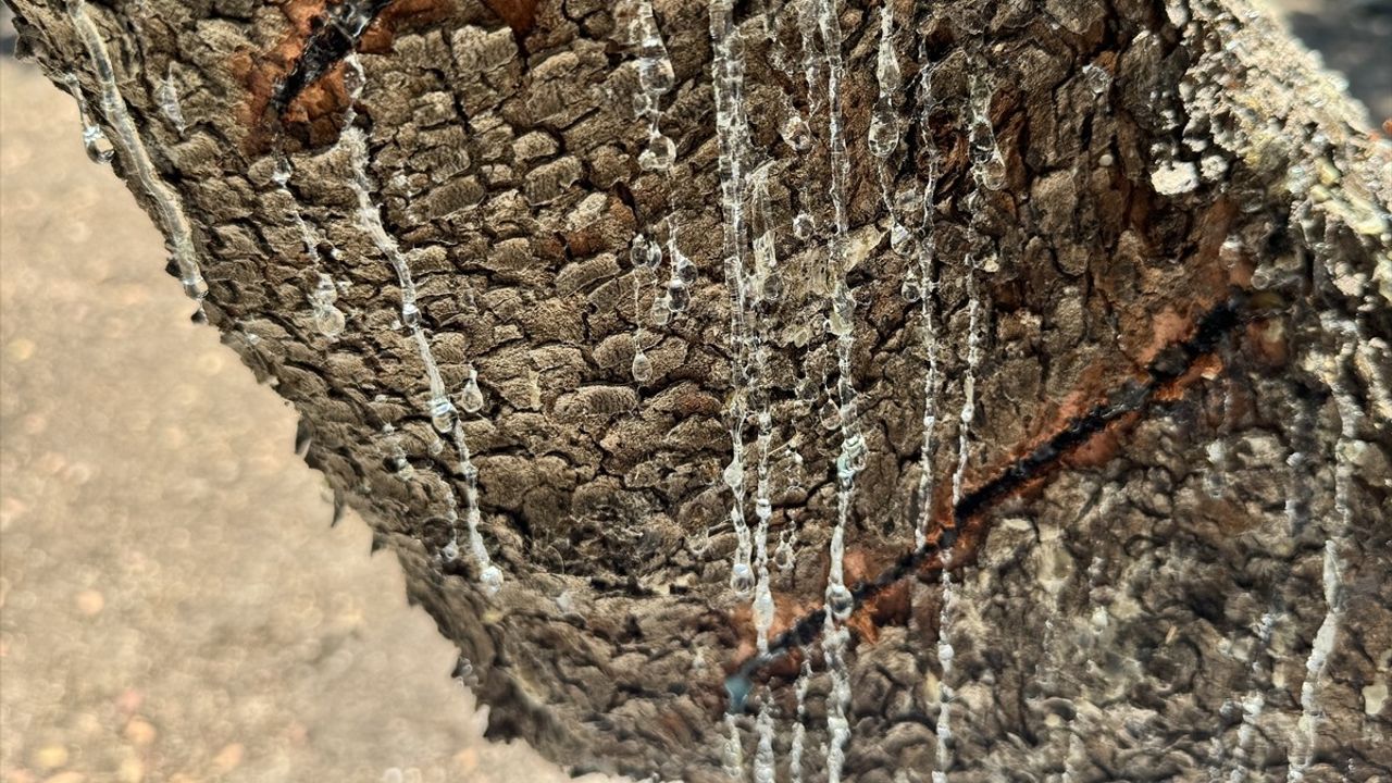 İzmir'de Damla Sakızı Üretimi Artırılacak