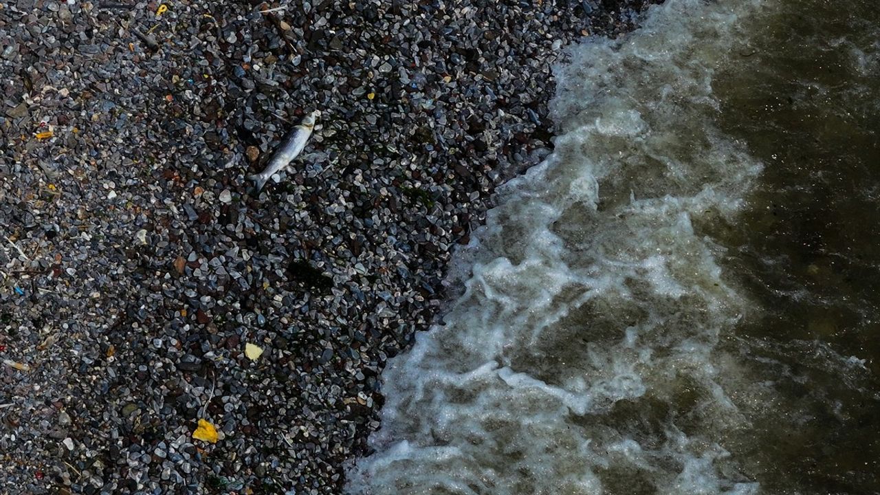 İzmir Körfezi'nde Balık Avına Yasak!