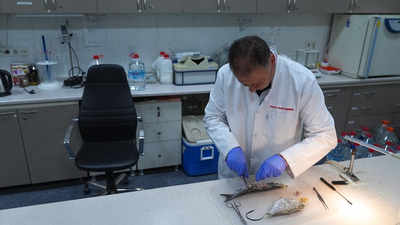 İzmir Körfezi'ndeki Kirlilik Balık Popülasyonunu Tehdit Ediyor