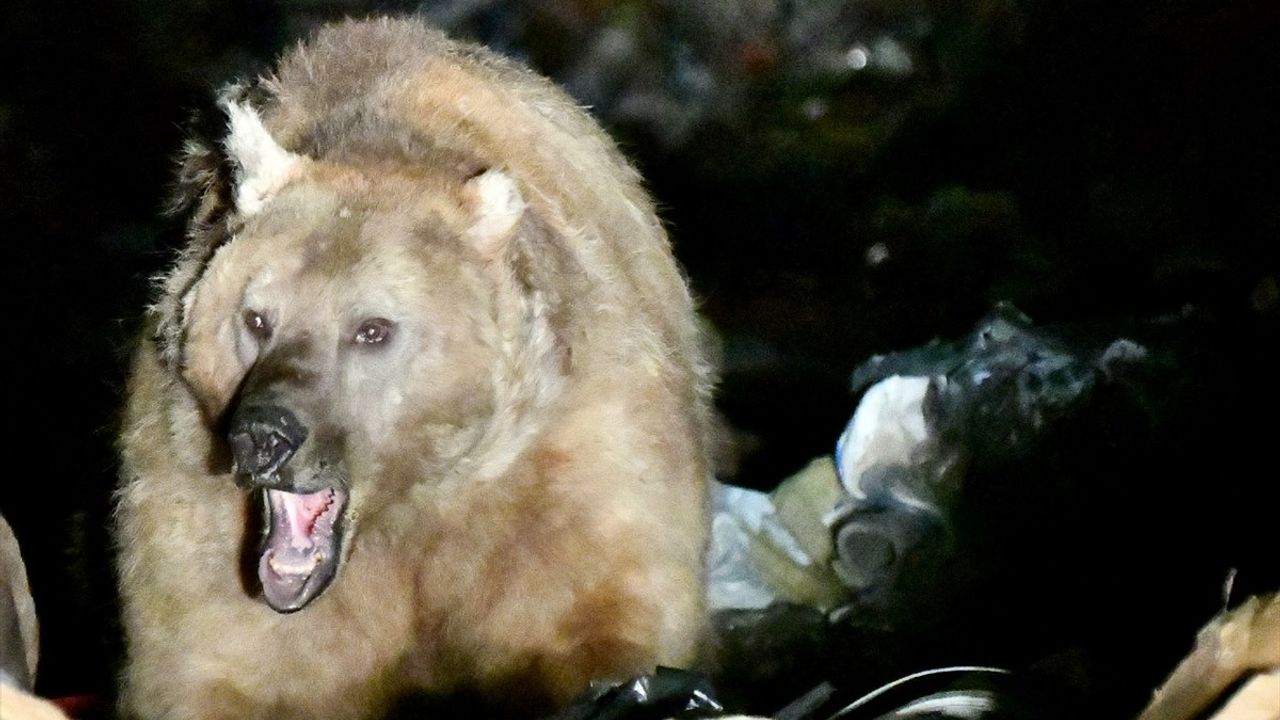 Kars'ta Bozayıların İlginç Beslenme Anları