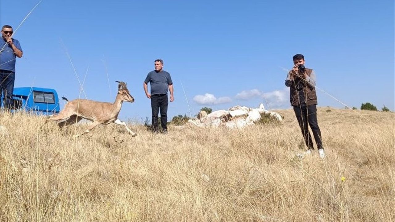 Kazankaya Kanyonu'na Yeni Dağ Keçileri Bırakıldı