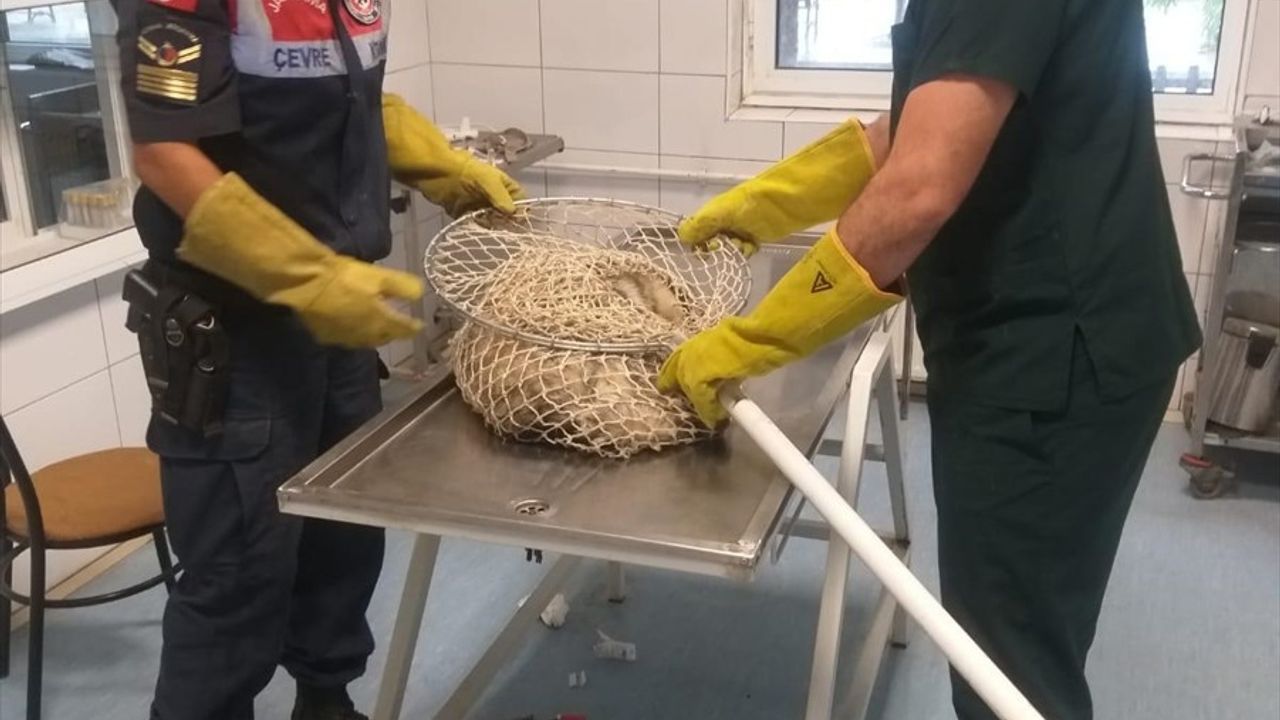 Kırıkkale'de Yaralı Bal Porsuğu Koruma Altında