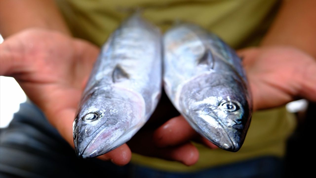 Kırklarelili Balıkçılardan Palamut Avı Hazırlığı