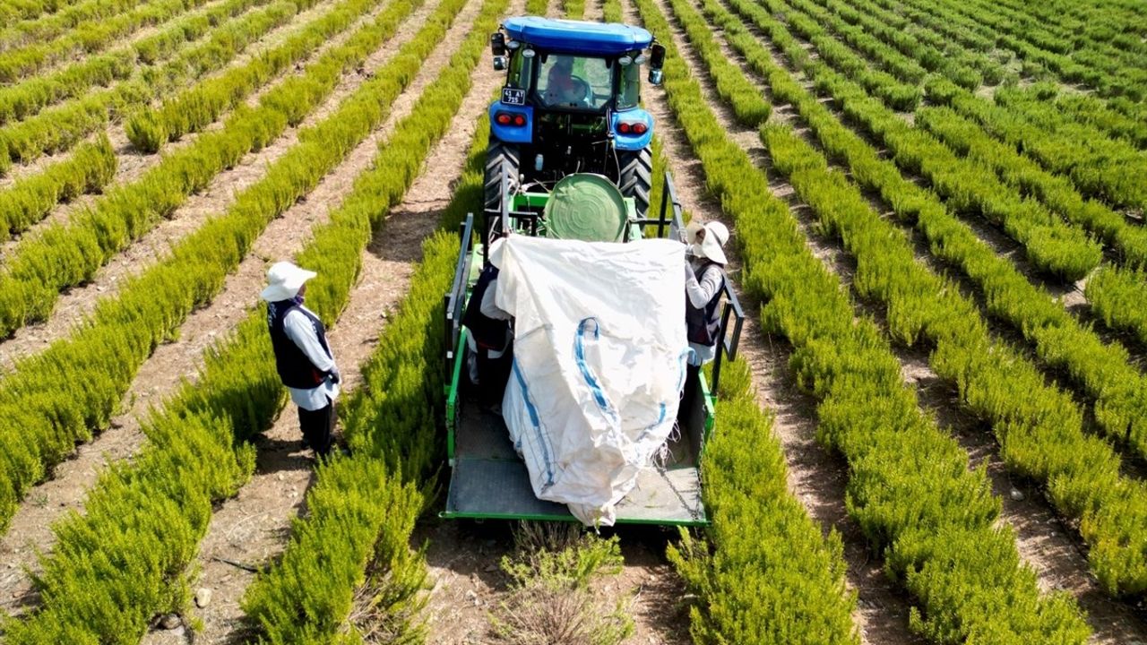 Kocaeli'de Biberiye Hasadı Başladı