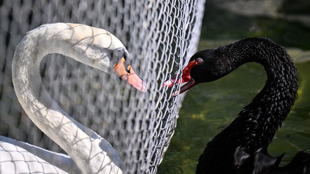 Kuğulu Park'ta Kuğular Arasında Kavga ve Tel Örgü Tedbiri