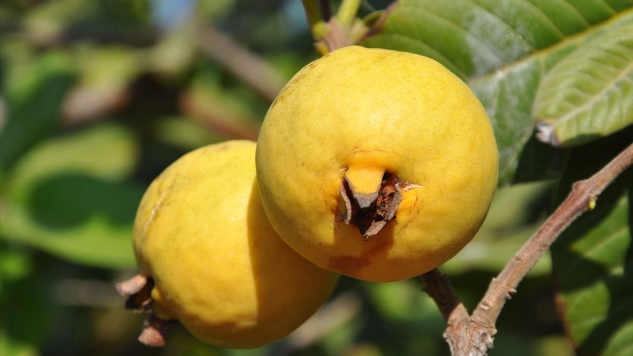 Mersin'de Tropikal Guava Hasadı Başladı